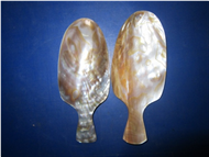  Seashell Spoon